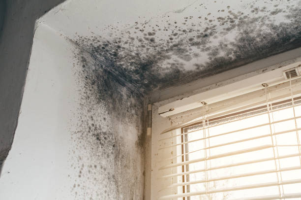 Affordable Attic Mold Removal solutions in Dorchester Center, MA