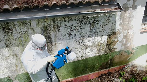 Top rated local Attic Mold Removal specialists in Dorchester Center, MA